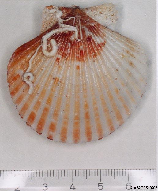 Aequipecten opercularis (Linnaeus, 1758) 