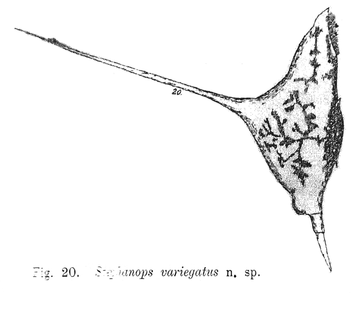 Squatinella variegata - Original description image