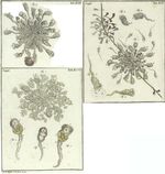 Stentorina biloba