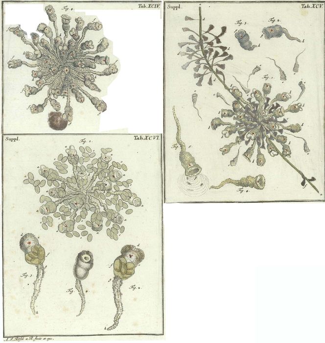 Stentorina biloba Stentorina biloba