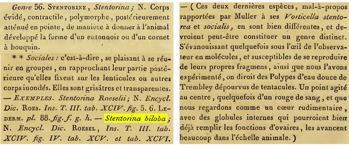 Stentorina biloba - Original description image