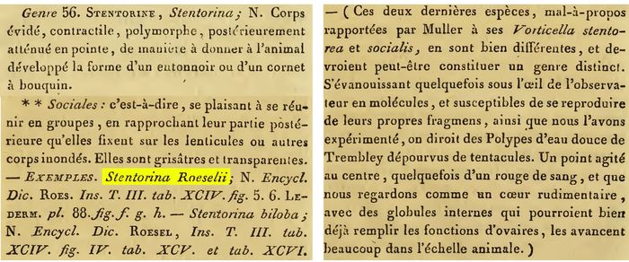 Stentorina roeselii - Original description image