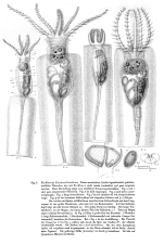 Stephanoceros eichhornii