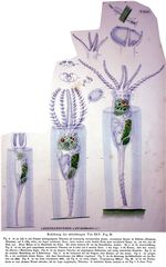 Stephanoceros eichhornii