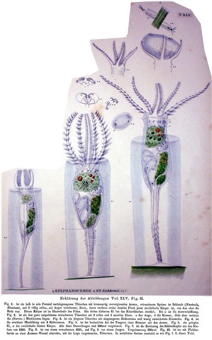 Stephanoceros eichhornii Stephanoceros eichhornii