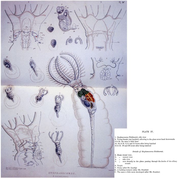 Stephanoceros eichhornii Stephanoceros eichhornii