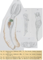 Stephanoceros eichhornii