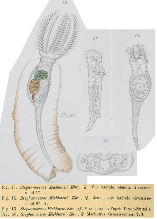 Stephanoceros eichhornii Stephanoceros eichhornii