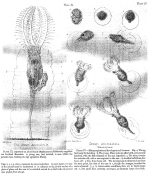 Stephanoceros eichhornii