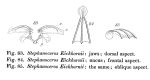 Stephanoceros eichhornii