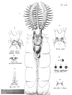 Stephanoceros eichhornii