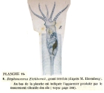 Stephanoceros eichhornii