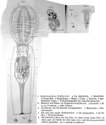Stephanoceros eichhornii