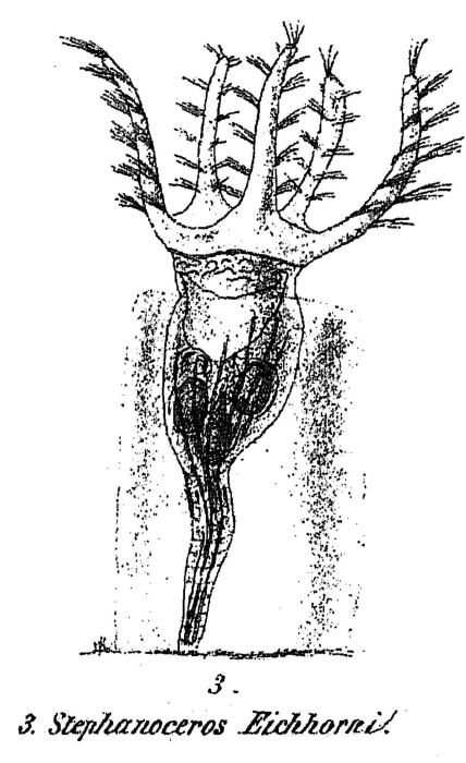 Stephanoceros eichhornii Stephanoceros eichhornii