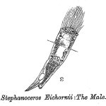 Stephanoceros eichhornii
