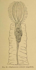Stephanoceros eichhornii