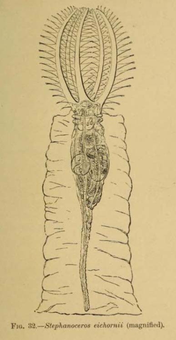 Stephanoceros eichhornii Stephanoceros eichhornii