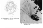 Stephanoceros fimbriatus