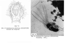Stephanoceros fimbriatus