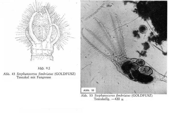 Stephanoceros fimbriatus Stephanoceros fimbriatus