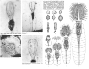 Stephanoceros fimbriatus