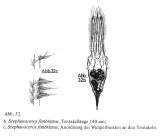 Stephanoceros fimbriatus