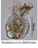 Stephanoceros fimbriatus