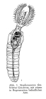 Stephanoceros fimbriatus