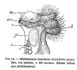 Stephanoceros fimbriatus