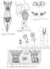 Stephanoceros fimbriatus