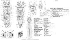 Stephanoceros fimbriatus
