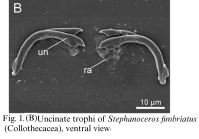 Stephanoceros fimbriatus