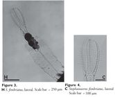 Stephanoceros fimbriatus