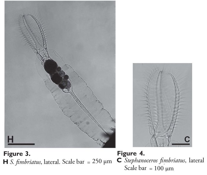 Stephanoceros fimbriatus