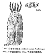 Stephanoceros fimbriatus