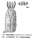 Stephanoceros fimbriatus
