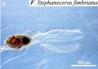 Stephanoceros fimbriatus