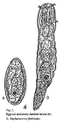 Stephanoceros fimbriatus