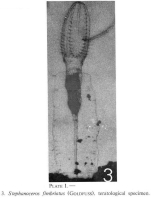 Stephanoceros fimbriatus