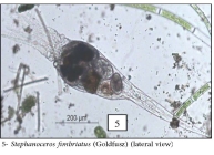 Stephanoceros fimbriatus