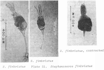 Stephanoceros fimbriatus