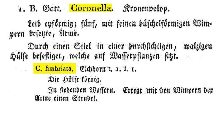 Stephanoceros fimbriatus - Original description image