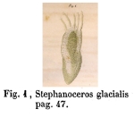 Stephanoceros glacialis