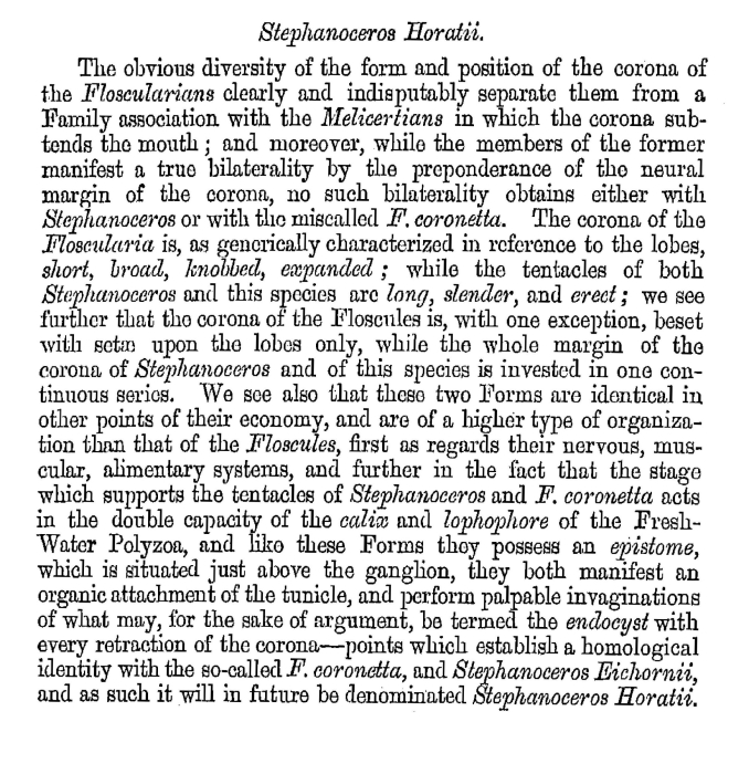 Stephanoceros horatii - Original description image