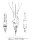 Stephanoceros millsii