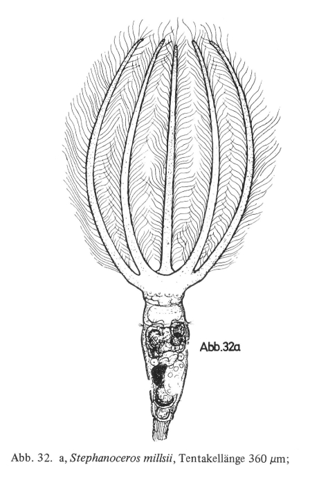 Stephanoceros millsii Stephanoceros millsii