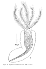 Stephanoceros millsii