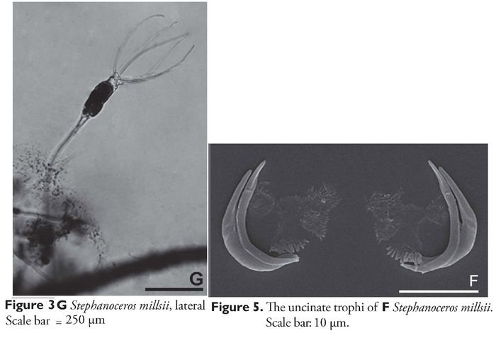 Stephanoceros millsii Stephanoceros millsii
