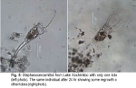 Stephanoceros millsii
