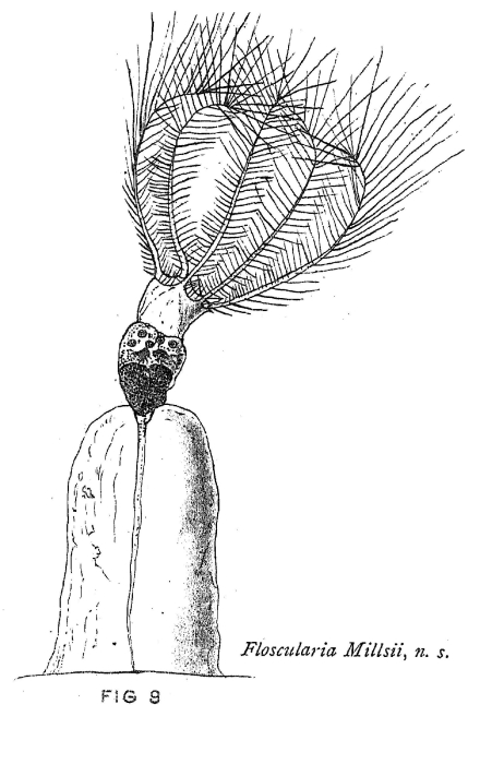 Stephanoceros millsii - Original description image